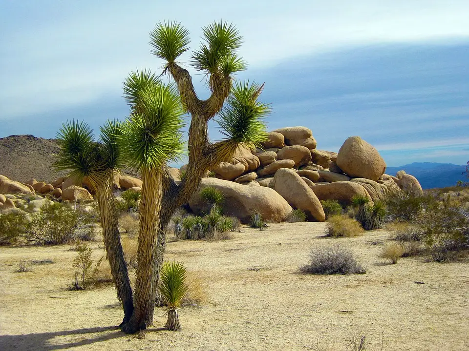 Visit Joshua Tree National Park-travel guide voyage Visit Joshua Tree National Park-travel guide voyage